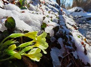 19 Primule in fiore si sono scrollate  il peso della neve 